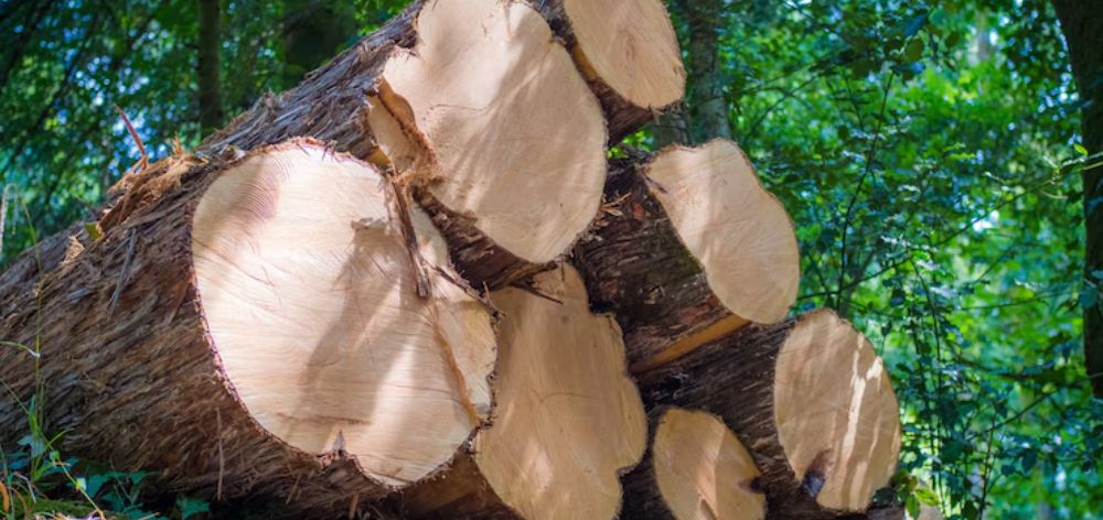usar preservar arboles