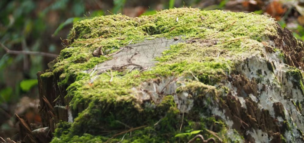 arboles madera bozovich