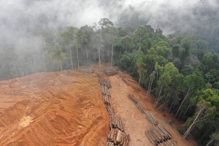 tendencias deforestacion sudamerica 1