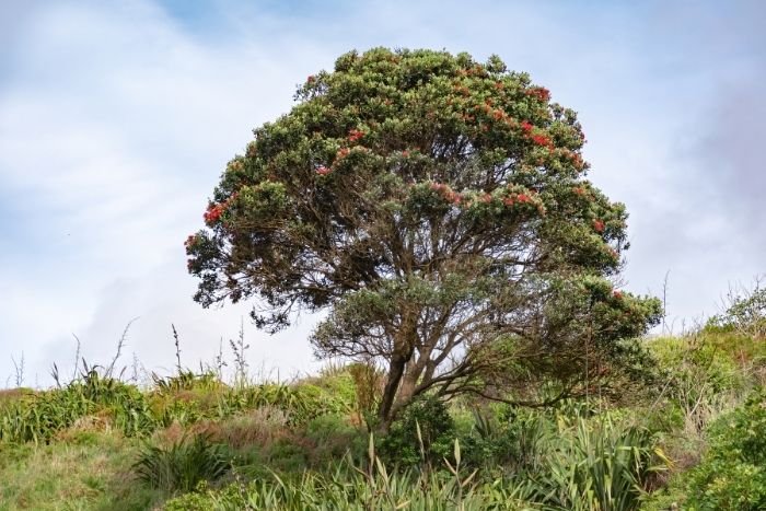 especies arboles selva peruana