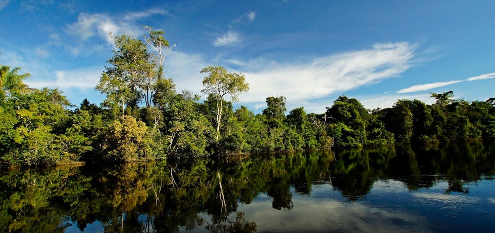 madera amazonas
