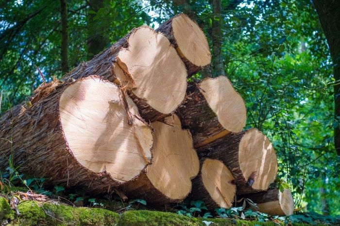 definicion trazabilidad forestal