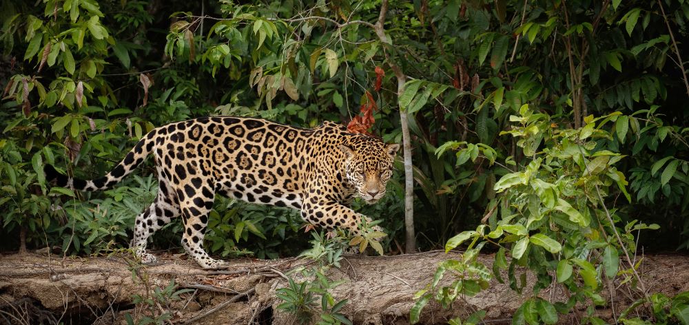 drago bozovich conservacion amazonica